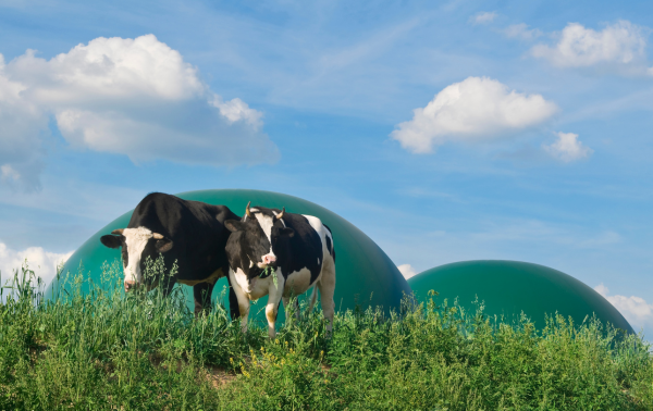 planta de biometano en mitad del campo y unas vacas pastando en la hierba junto a los depósitos estancos
