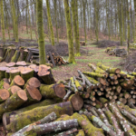 bosque con troncos de madera apilados después de haber cortado y serrado arboles